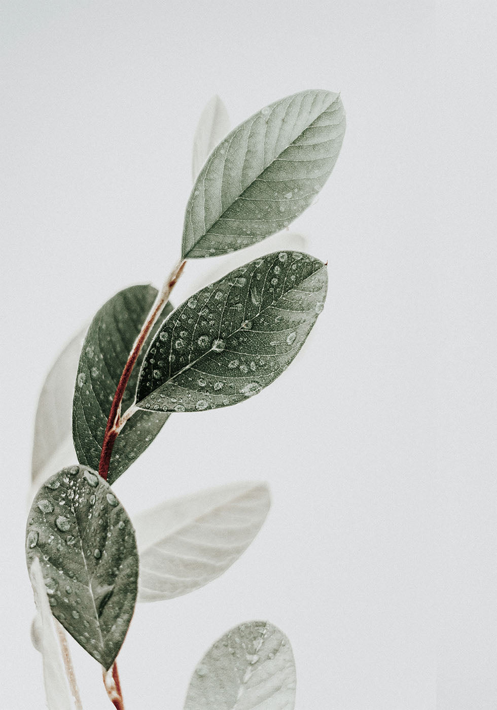 Dew On The Leaves Plakat