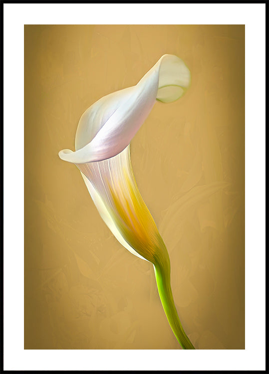 CallaLilly Plakat