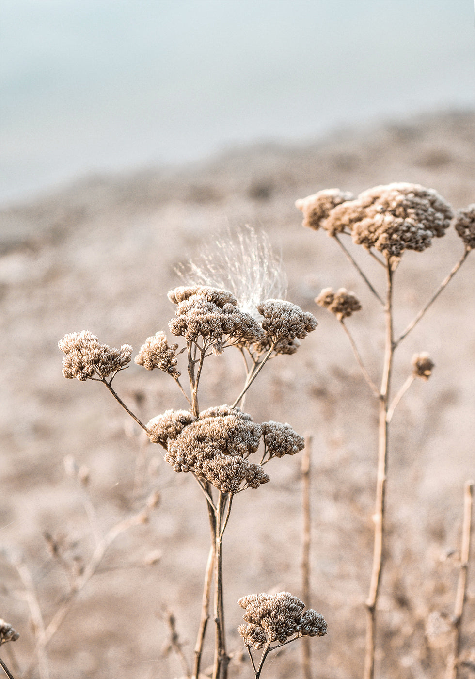 Dried Flowers Plakat