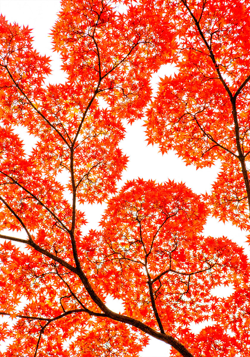 Geometry of Autumn Silence Plakat