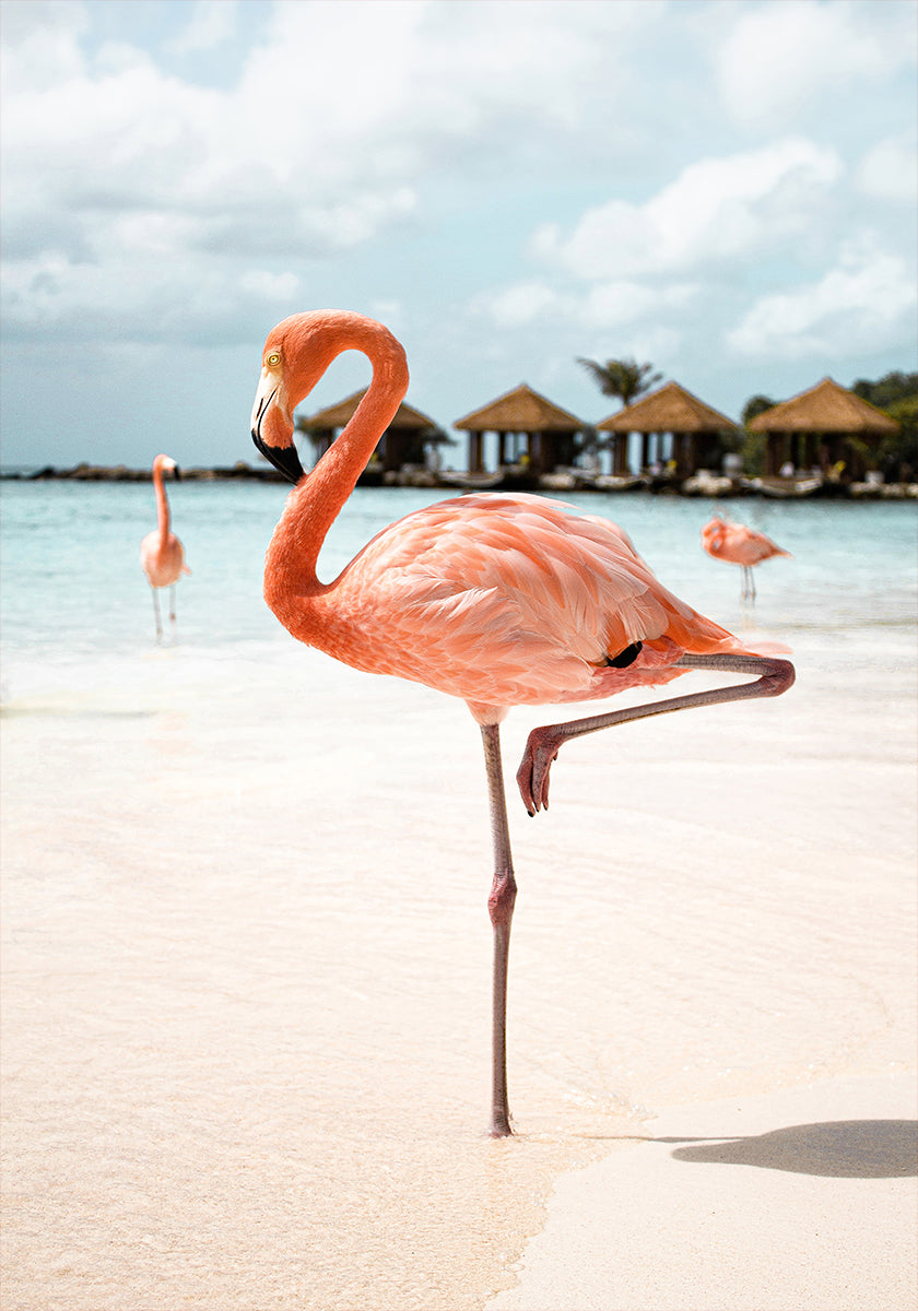 Pink Flamingo Plakat