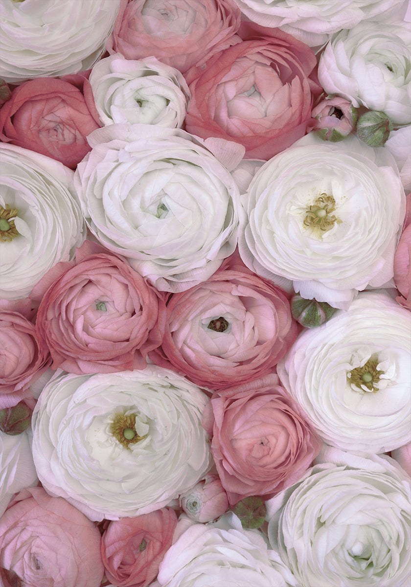 Scattered ranunculus in muted pink II Plakat