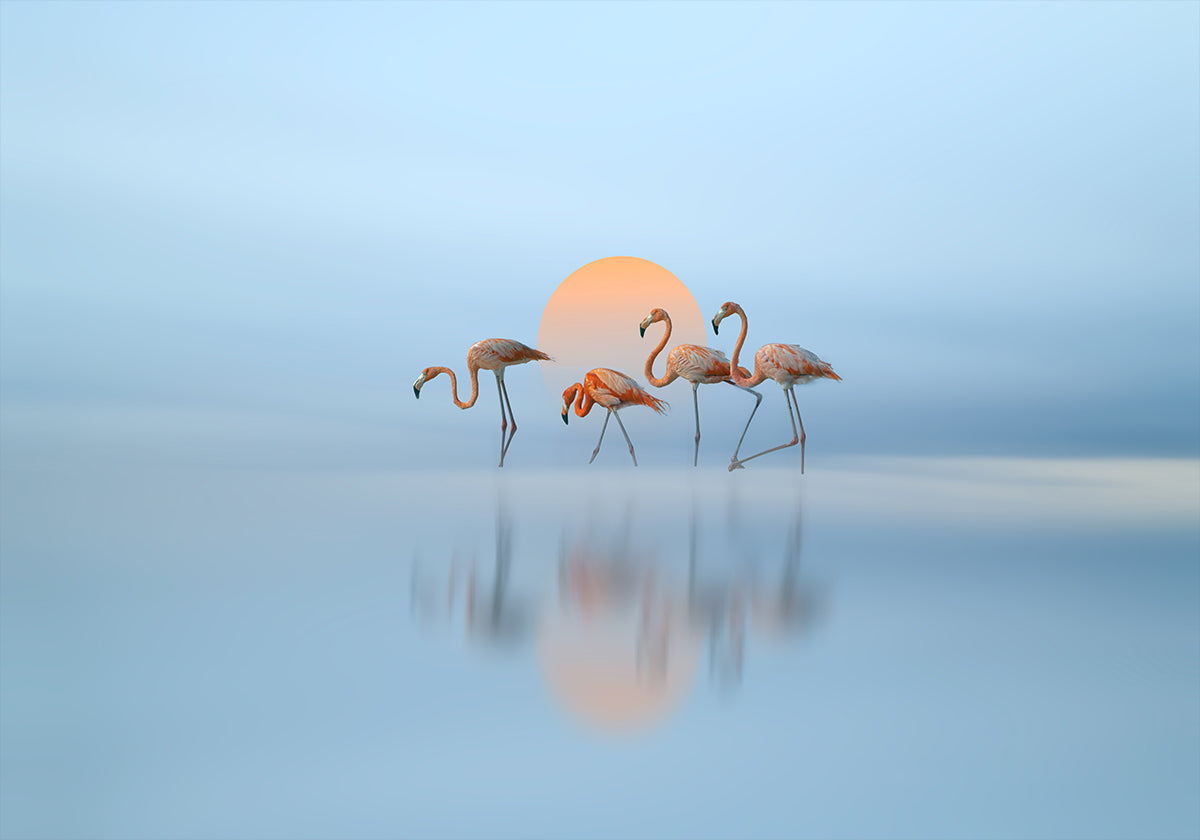 Flamingo in haven Plakat