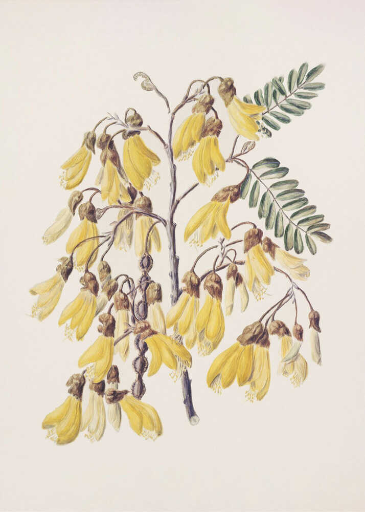 Kowhai Drawn By Sarah Featon (1848–1927) Plakat