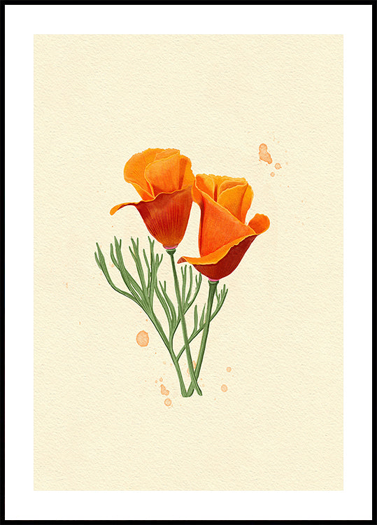 California Poppy Plakat
