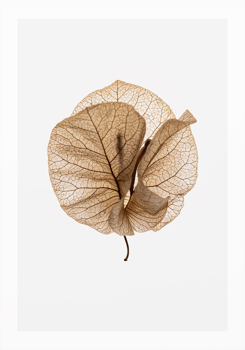 Fragile Glow Plakat