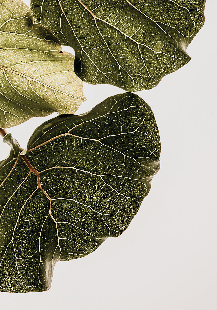Leaf Veins Symphony Plakat