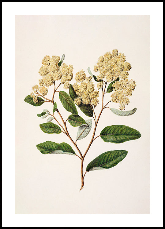 Kumarahou Drawn By Sarah Featon (1848–1927) Plakat
