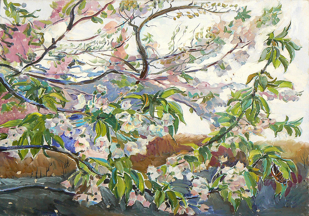 Cherry Blossoms In Spring Plakat