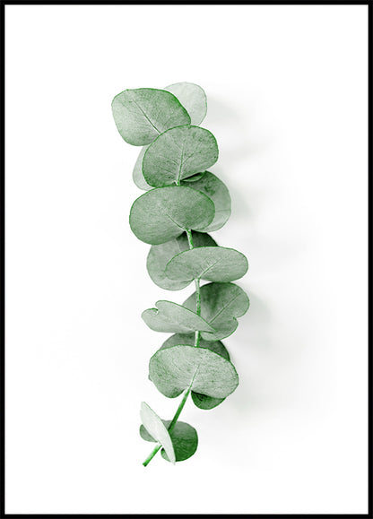 Eucalyptus Leaf Plakat