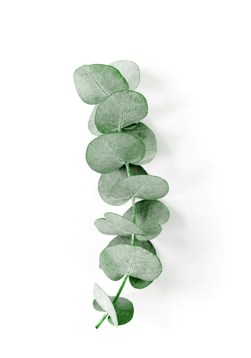 Eucalyptus Leaf Plakat