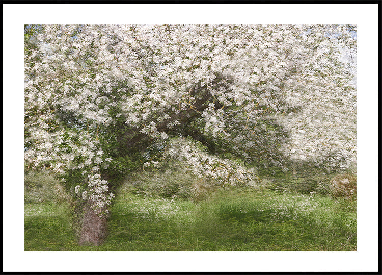 Apple Tree Plakat