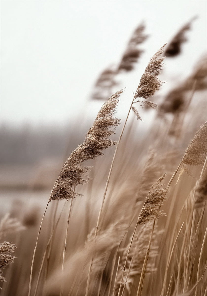 Golden Grass in Warm Breeze Plakat