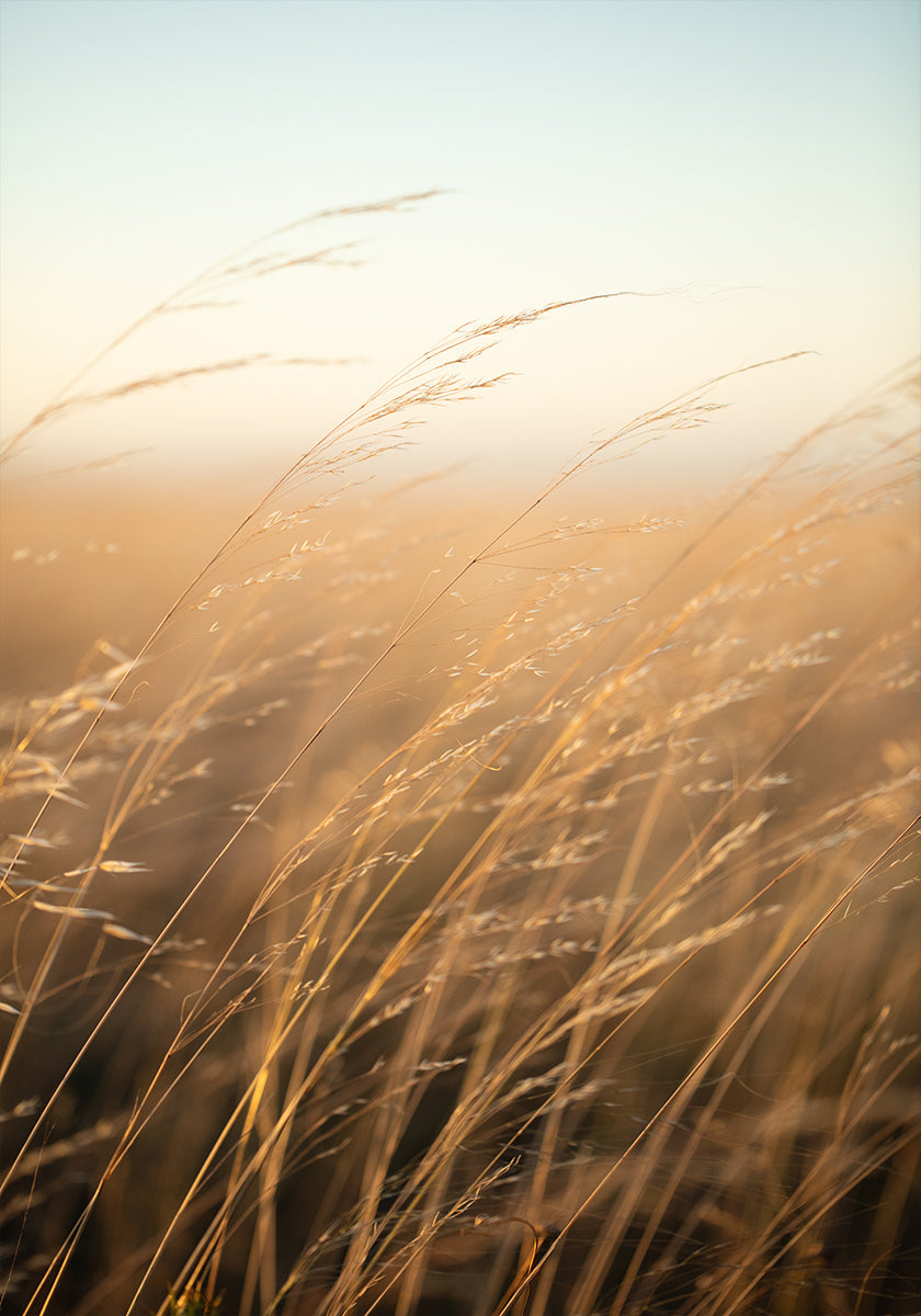 Golden Prairie Grass Plakat