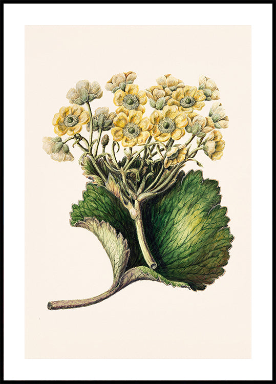 Korikor Drawn By Sarah Featon (1848–1927) Plakat
