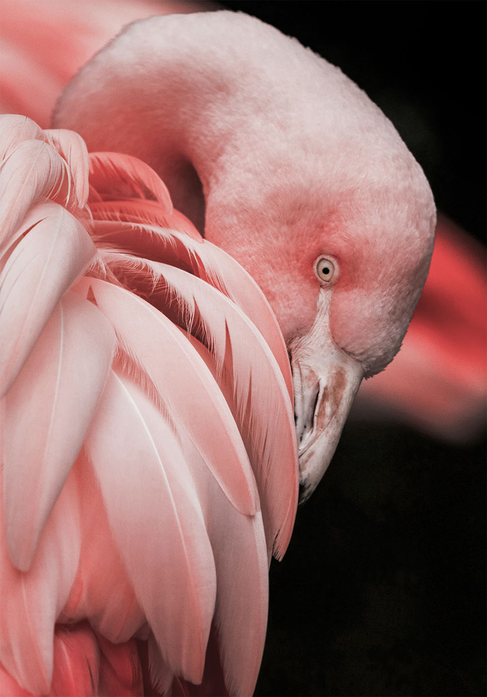 Flamingo Hide In Their Feathers Plakat