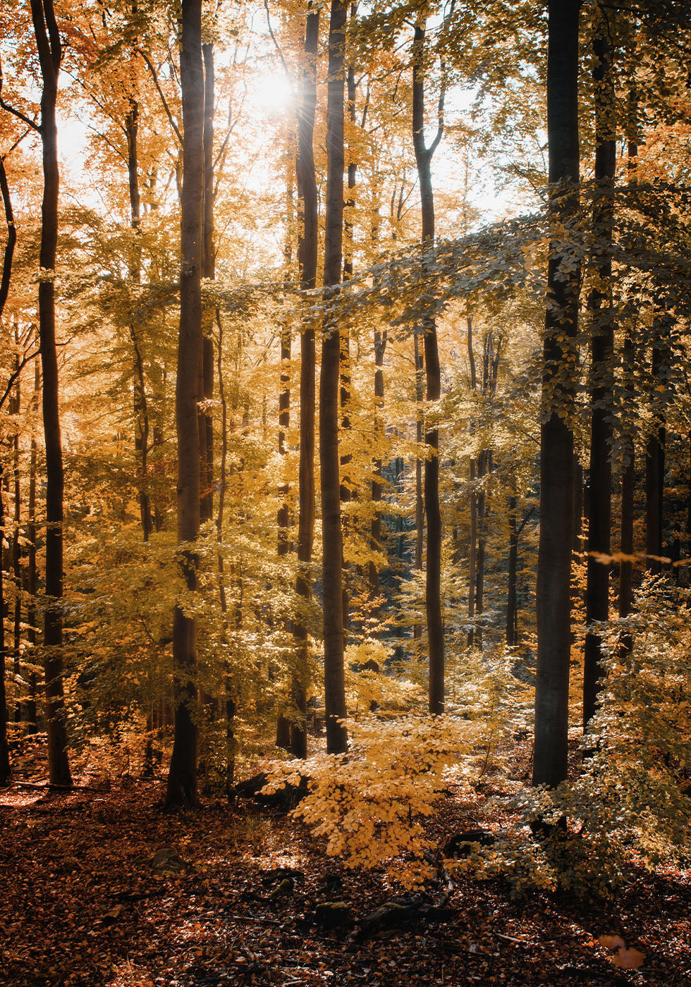 Golden Autumn Forest Plakat