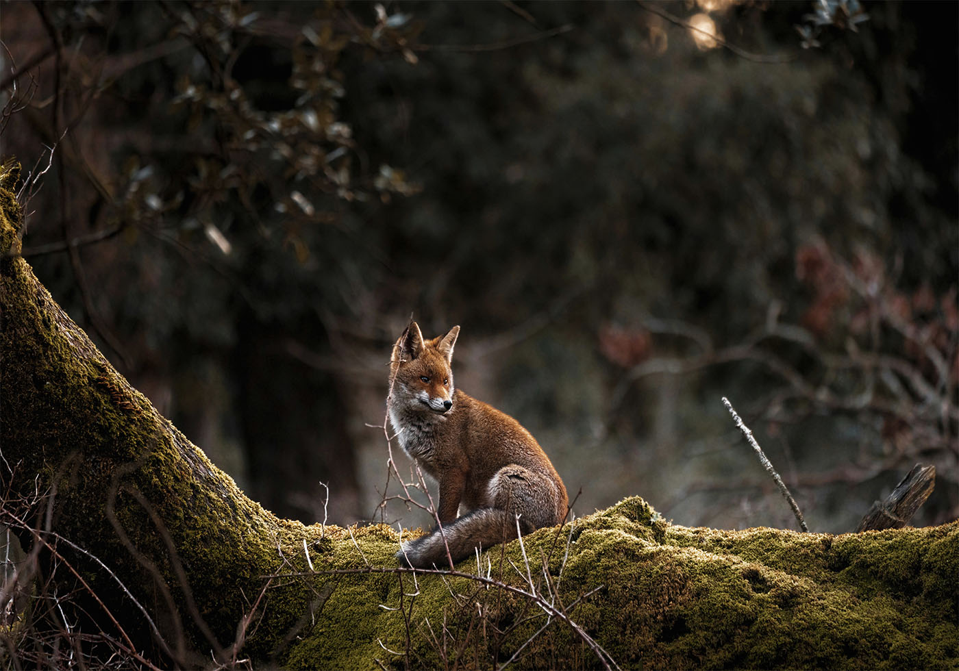 Fox in The Forest Plakat