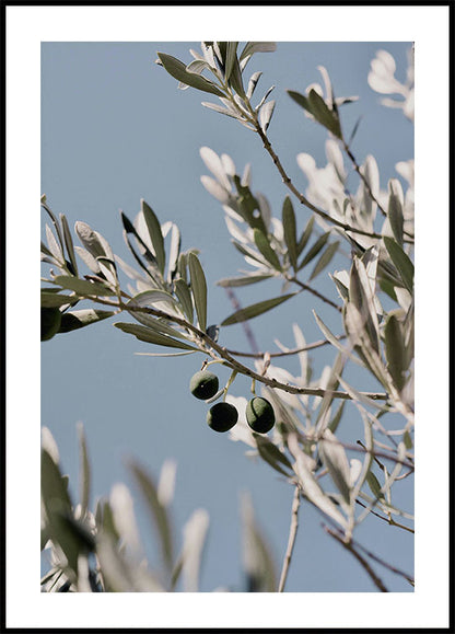 Olive Tree Branch Plakat