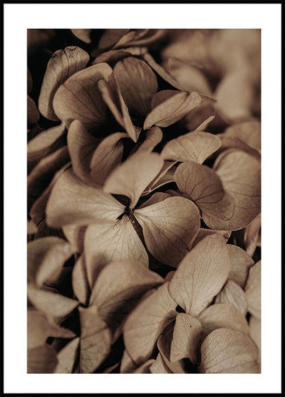 Dried Hydrangea Plakat