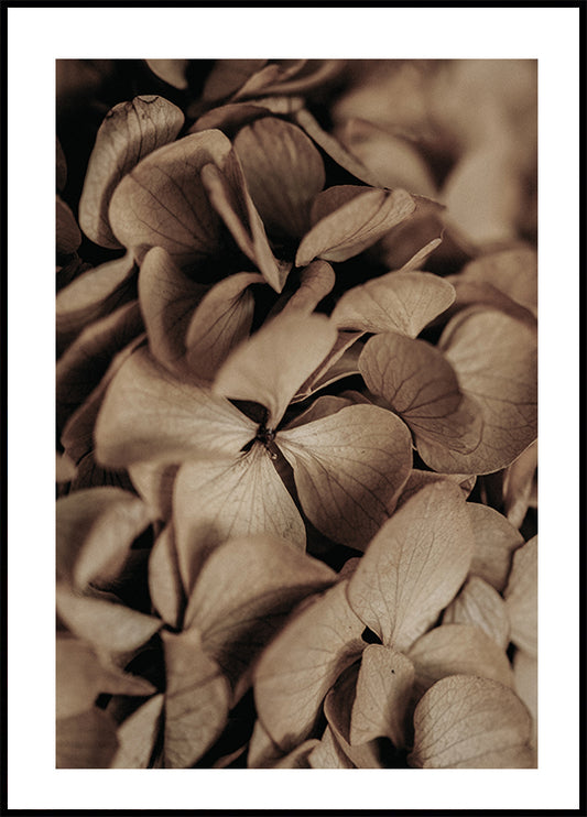 Dried Hydrangea Plakat