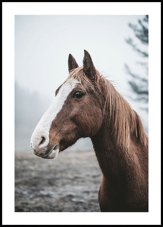 Brown Horse Plakat