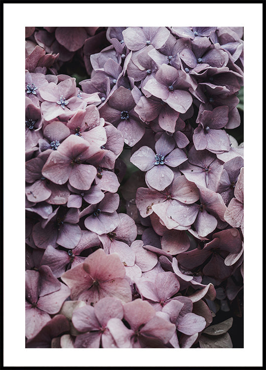 Pink Hydrangea Plakat