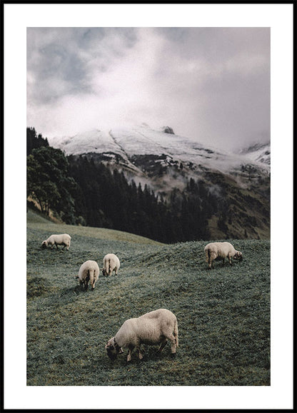 Sheep In The Alps Plakat