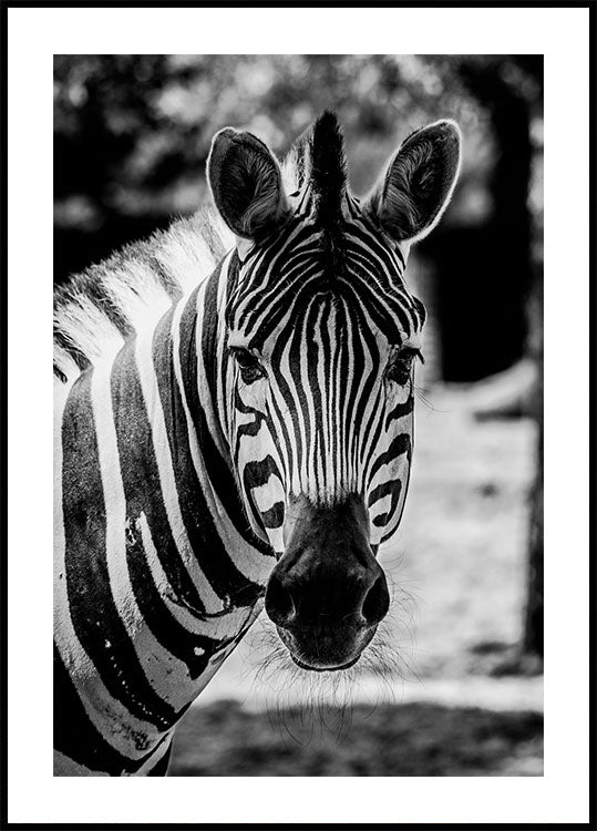 Zebra Plakat