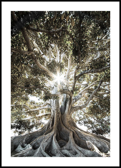 Tree with Large Roots Plakat