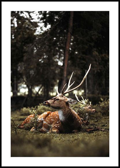 Deer In The Forest Plakat