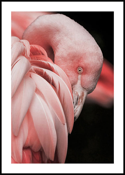 Flamingo Hide In Their Feathers Plakat