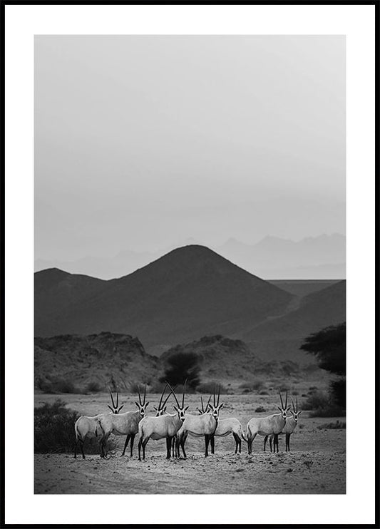 Arabian Oryx Walk The Sands Plakat