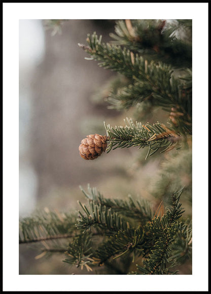 Pine Cones Plakat