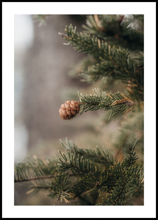 Pine Cones Plakat