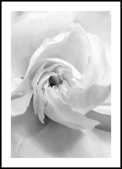 White Rose No. 1 Plakat