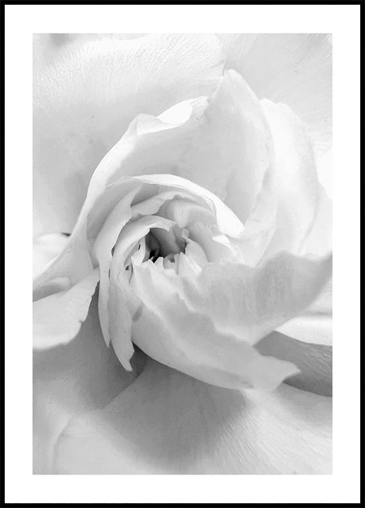 White Rose No. 1 Plakat