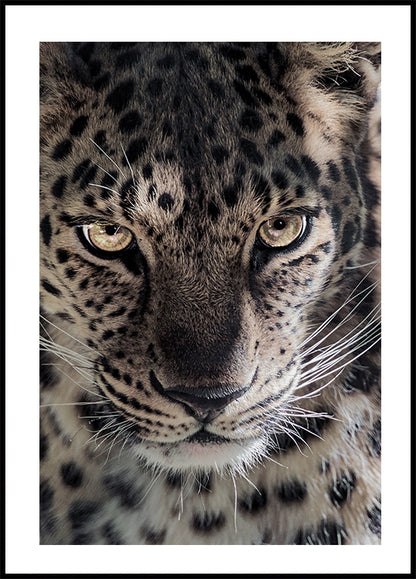 Leopard Plakat