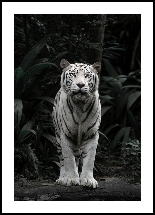 White Tiger Plakat