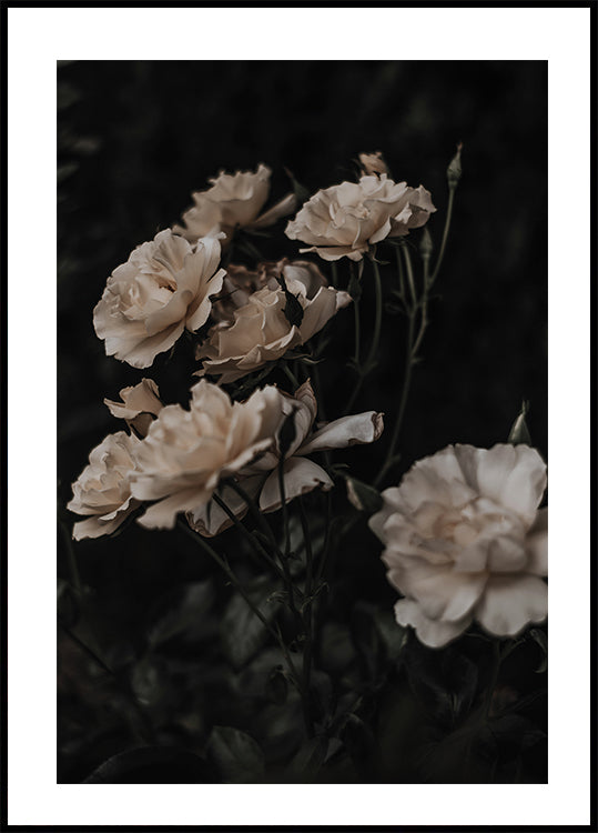 Dark White Roses Plakat