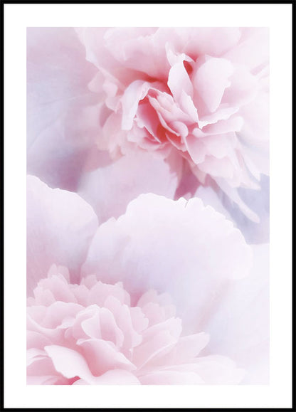 Pink Peonies Plakat