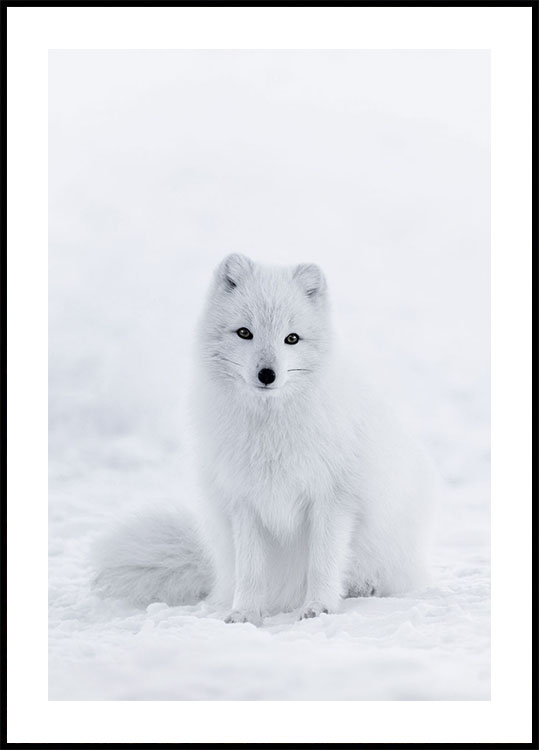 Snow Fox Plakat