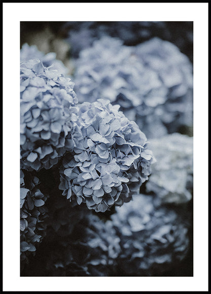 Blue Hydrangea Plakat