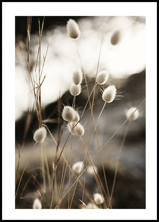 Grass In Sunlight Plakat