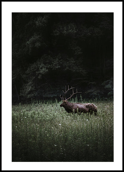 Deer in Nature Plakat