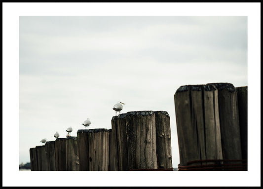 Seagulls Harbor Plakat