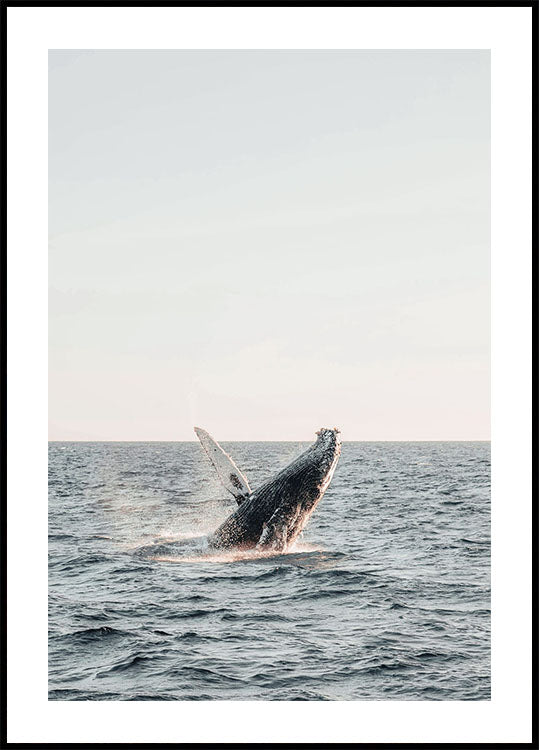 Whale Jumps Out of The Water Plakat