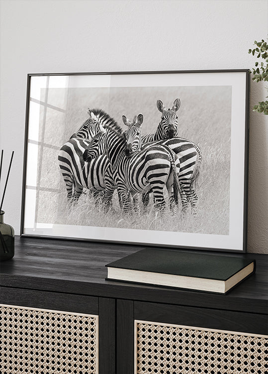 Zebras Plakat