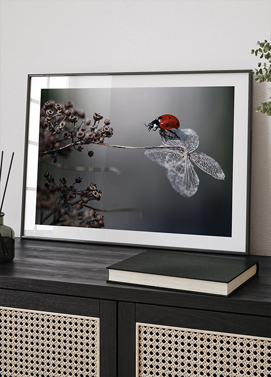 Ladybird on hydrangea. Plakat
