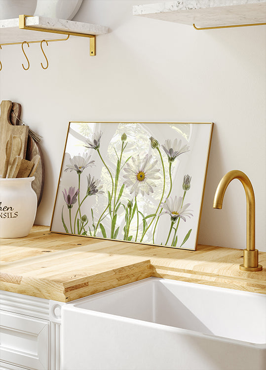 Cape Daisies Plakat